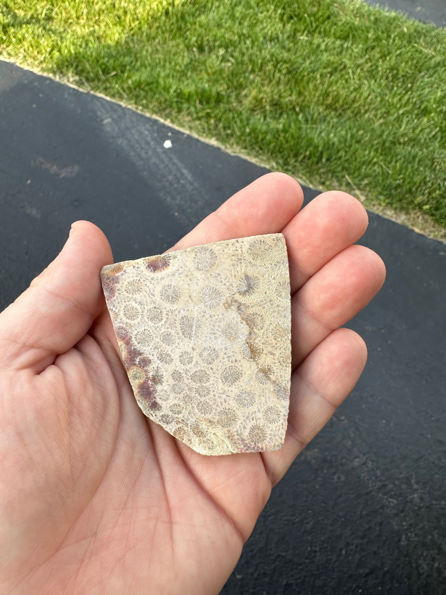 INDONESIAN FOSSIL CORAL SLABS!