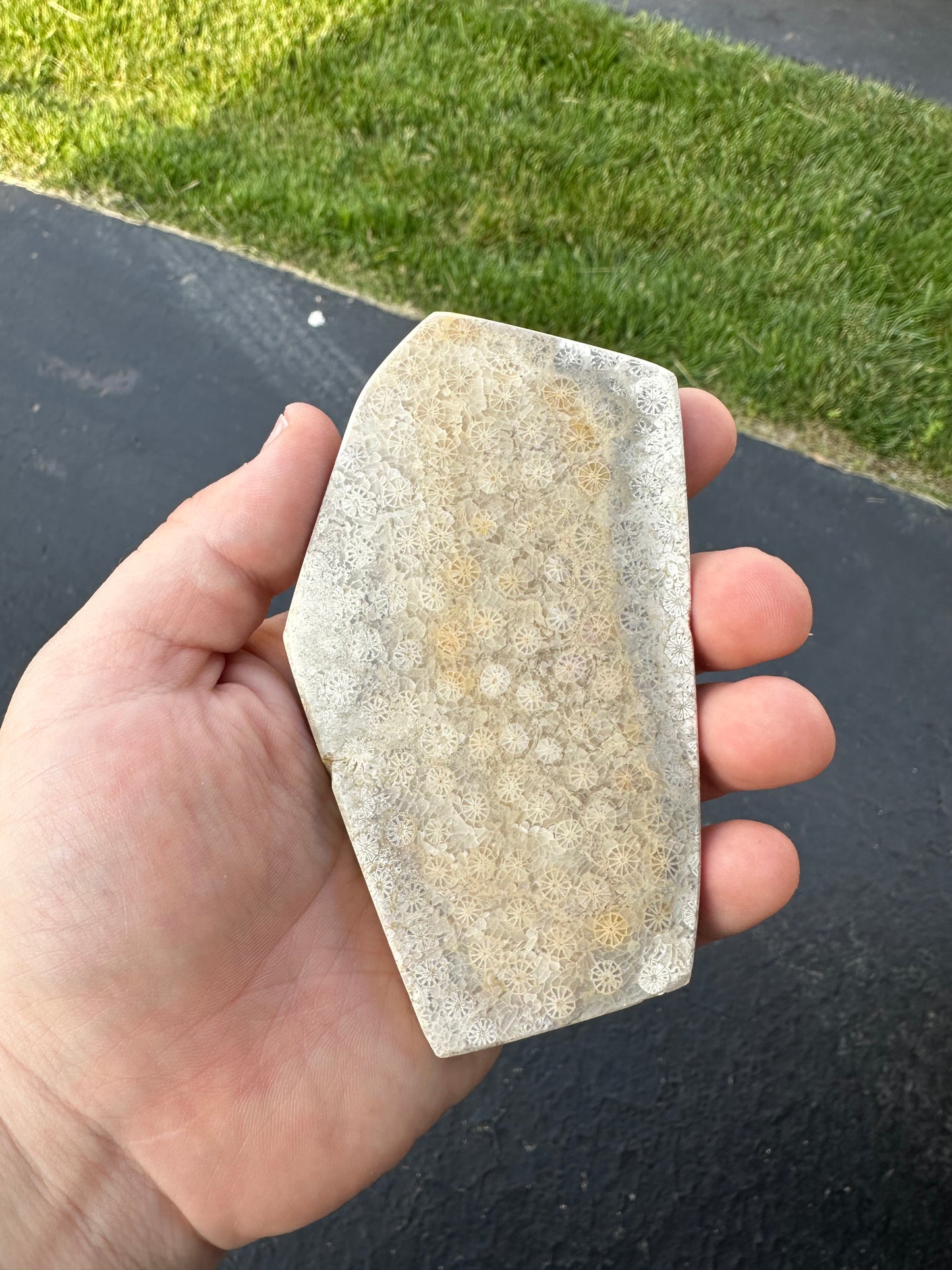 INDONESIAN FOSSIL CORAL SLABS!