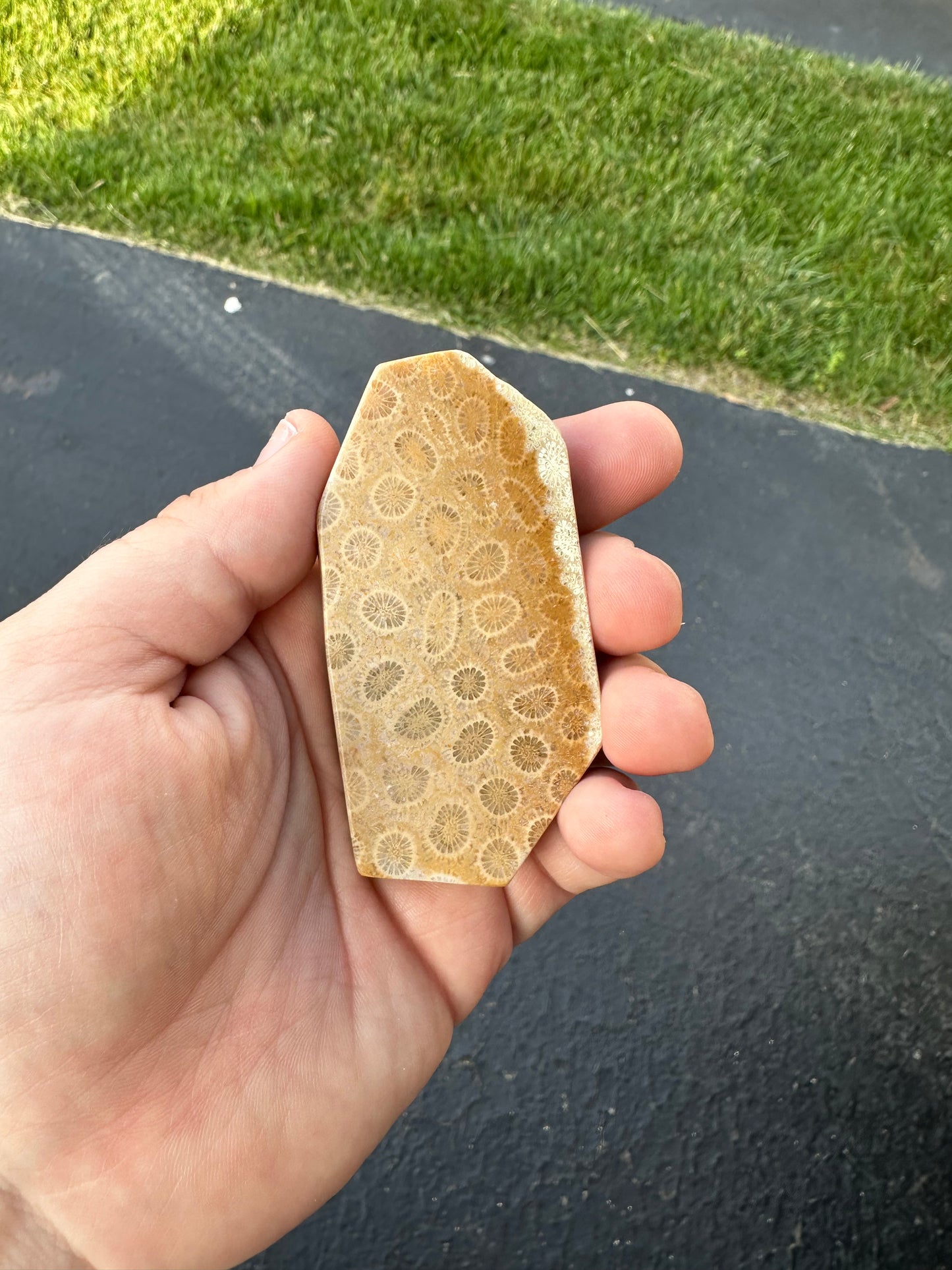 INDONESIAN FOSSIL CORAL SLABS!