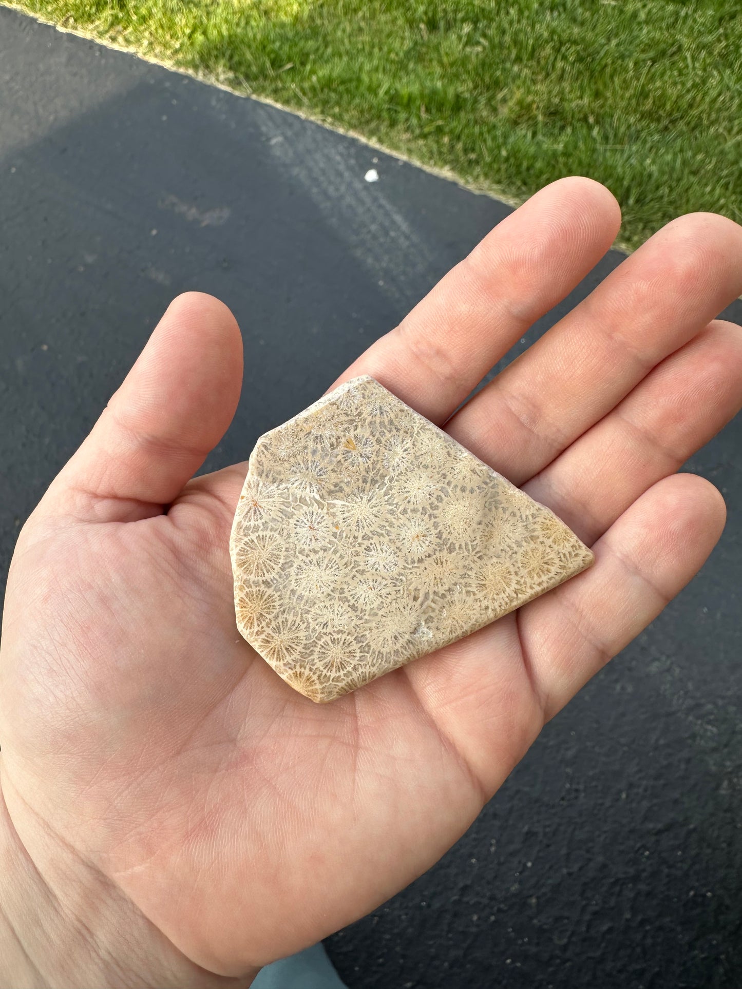 INDONESIAN FOSSIL CORAL SLABS!