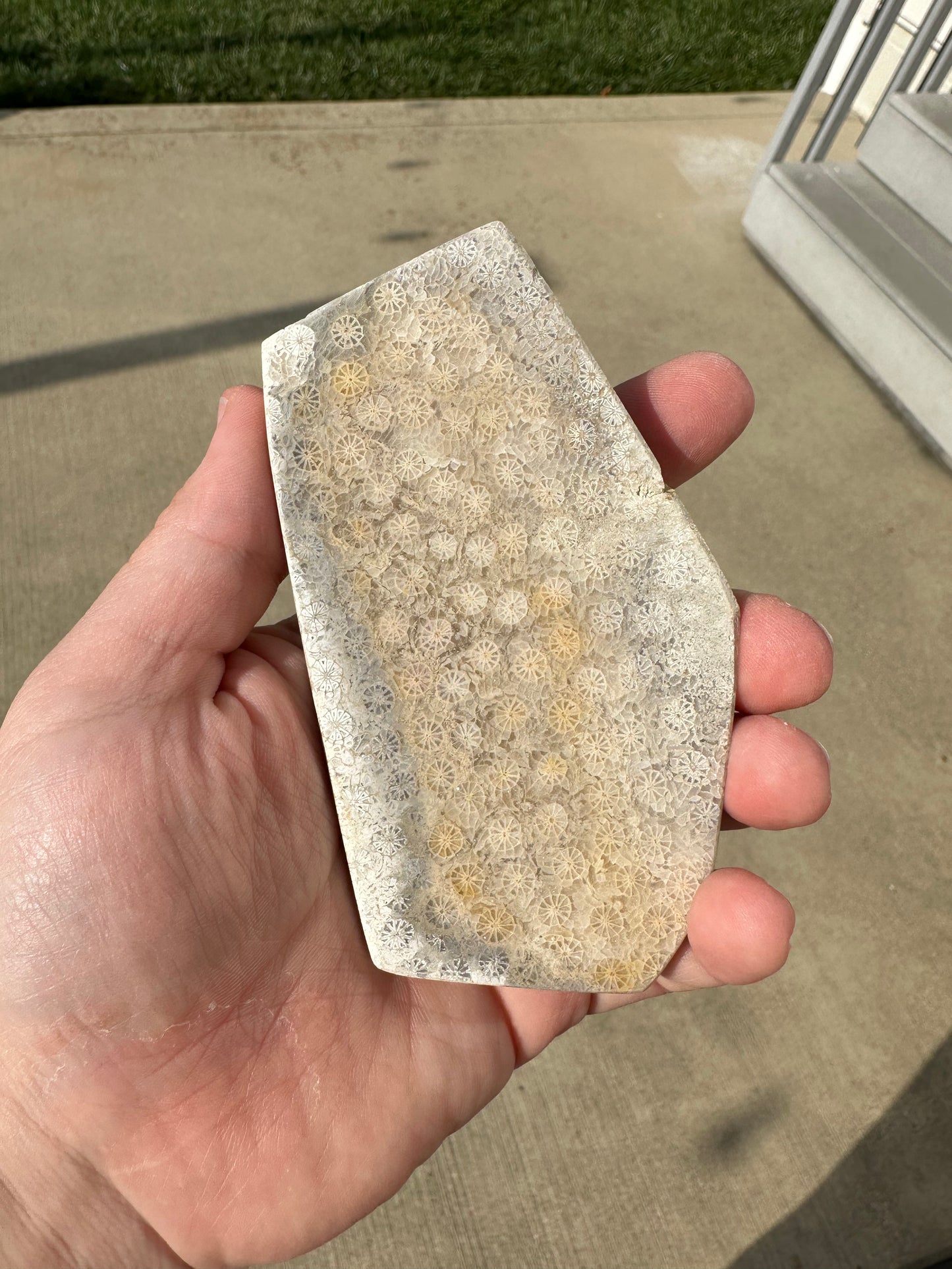 CORAL SLABS!
