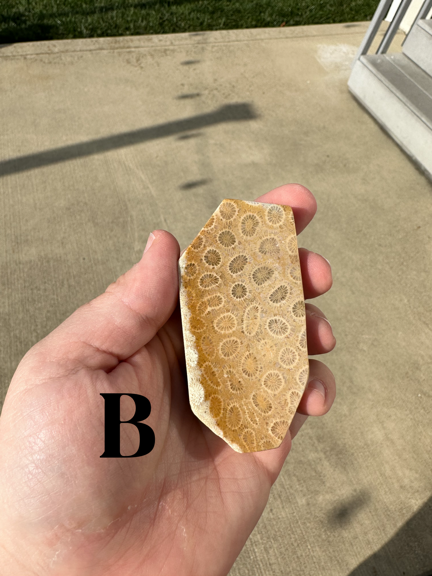 CORAL SLABS!