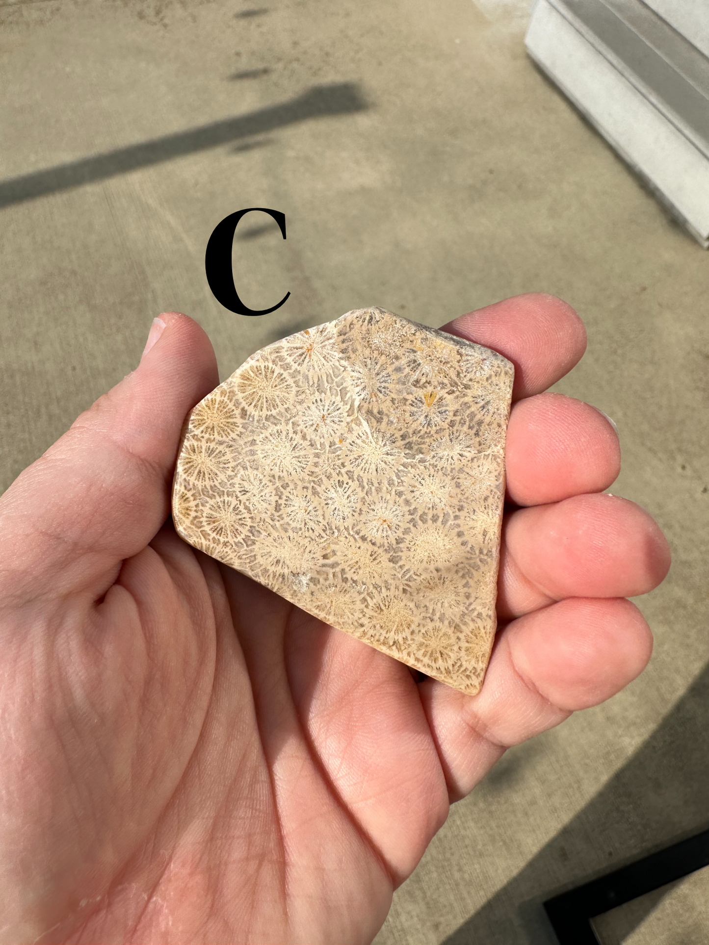 CORAL SLABS!