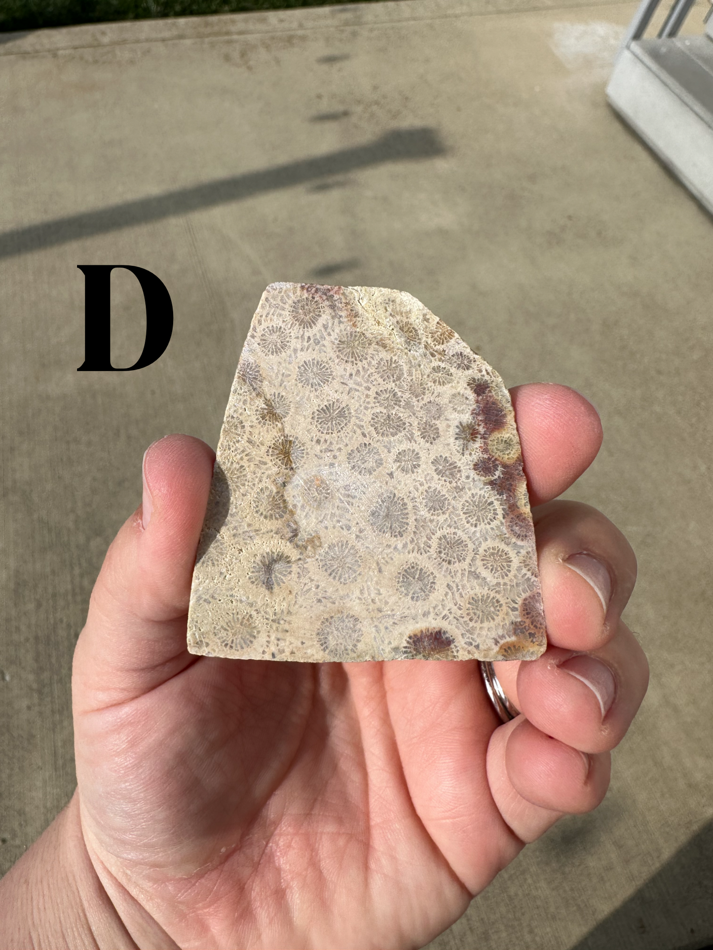 CORAL SLABS!