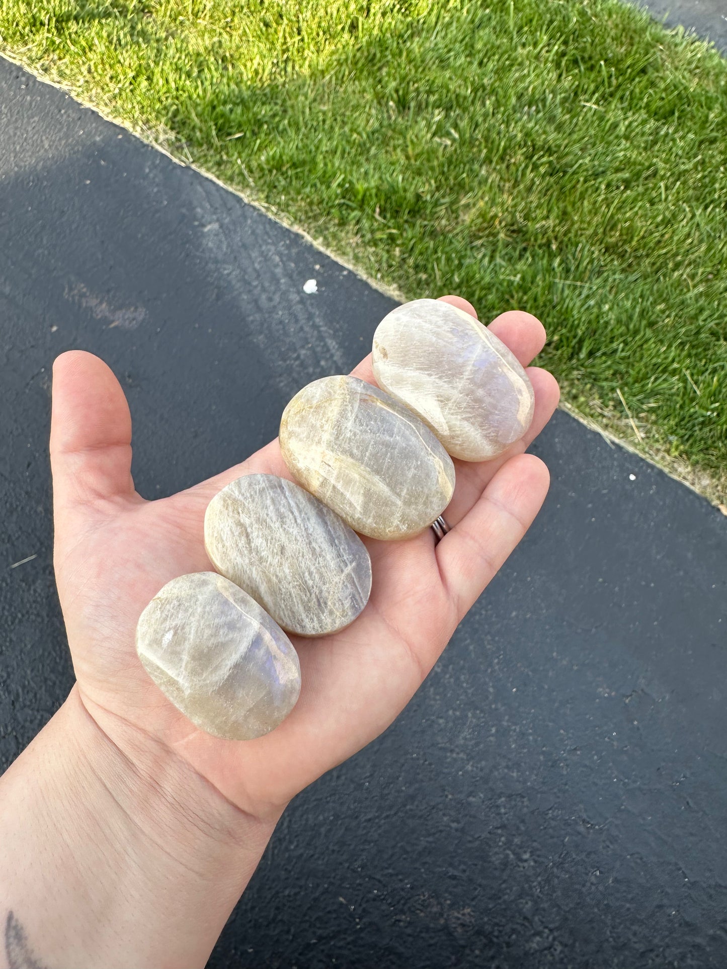 MOONSTONE PALMS!