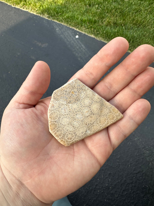 INDONESIAN FOSSIL CORAL SLABS!